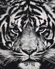Ladda in bild i Galleri Viewer, En vit tiger