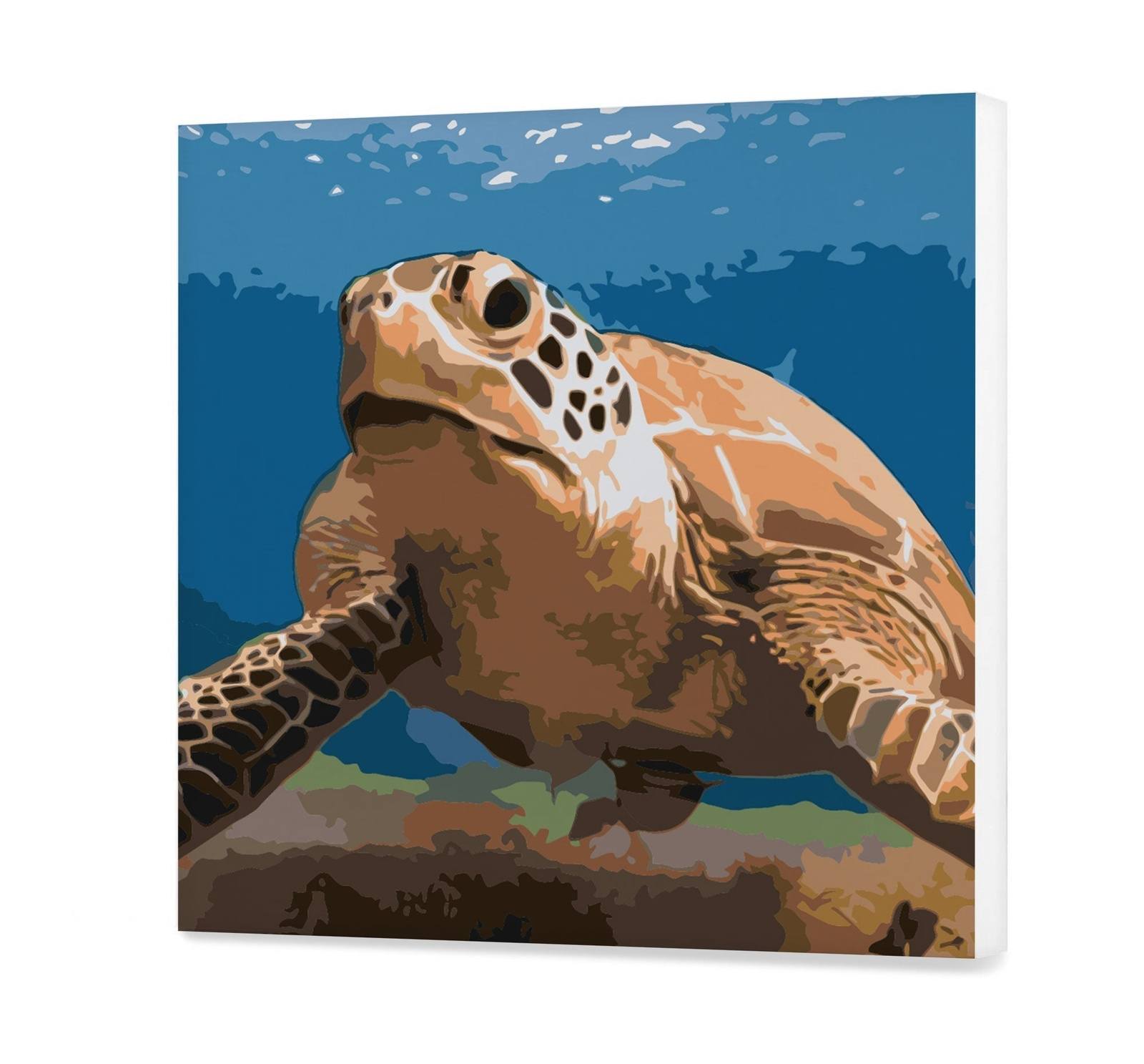 Turtle (Pc0594)